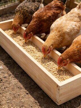 Wooden Chicken Feeder, 2 Pack 20”